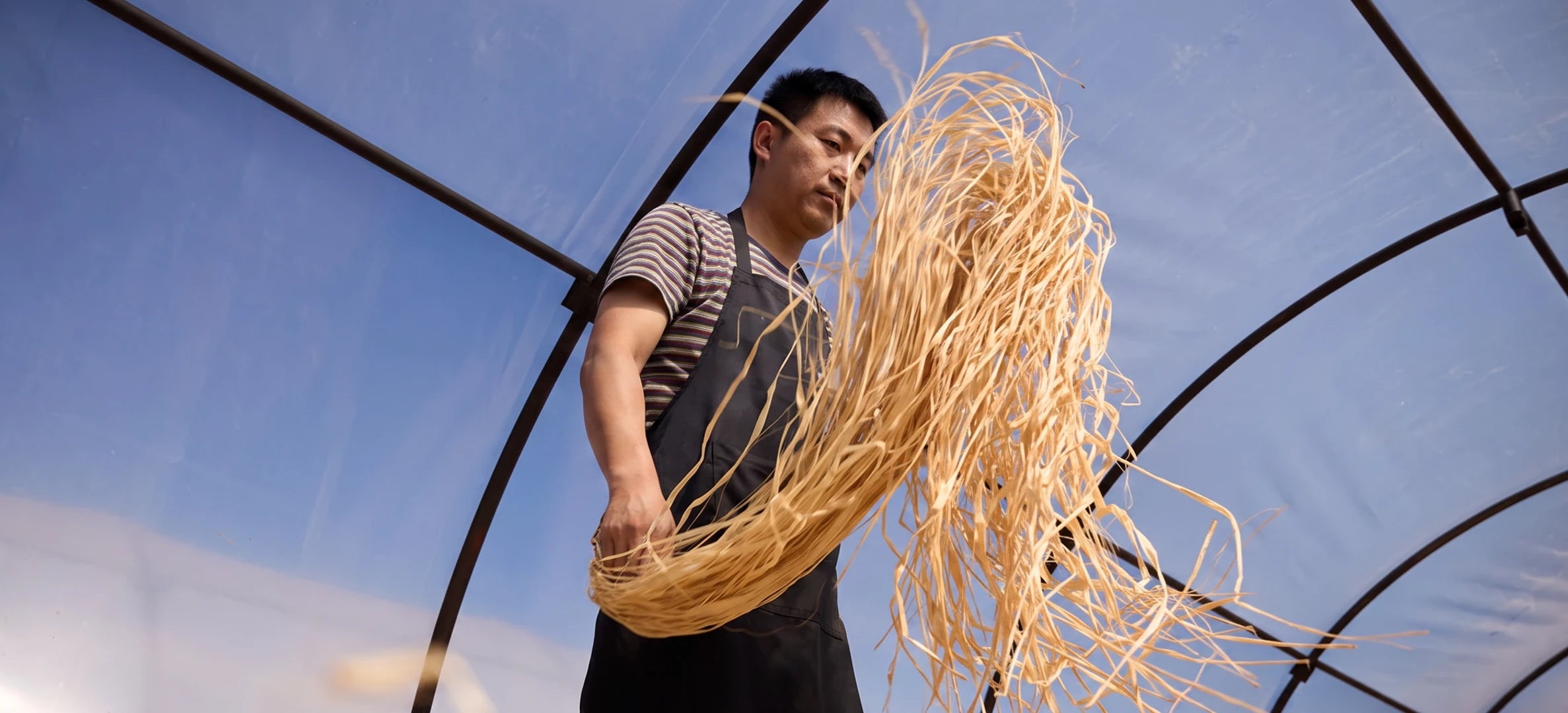 A man wearing a striped shirt and dark apron holds a large bundle of dried, curly natural raffia, under a clear blue sky inside a greenhouse.